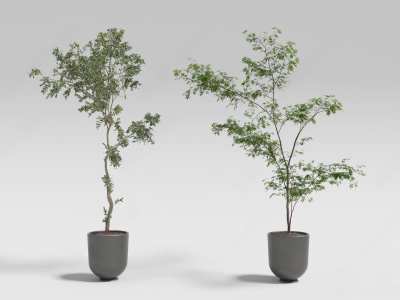 落地绿植盆栽3D模型下载